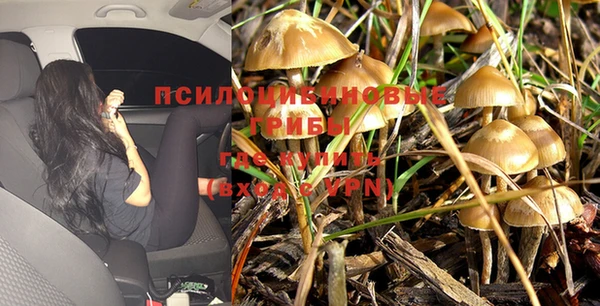 прущие грибы Куйбышев