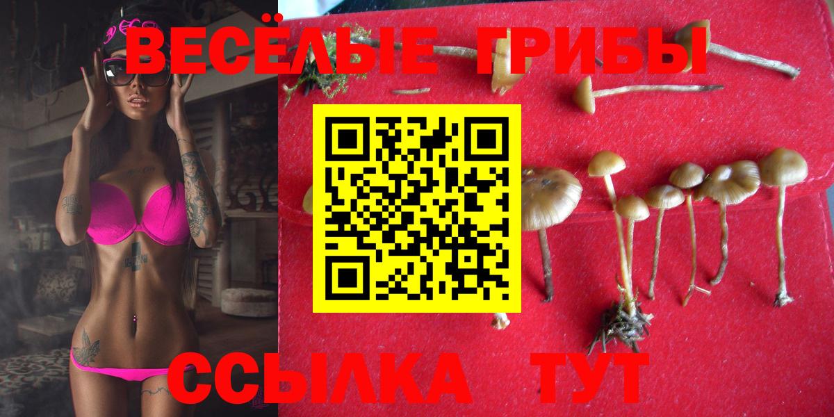 Галлюциногенные грибы Psilocybe Кудымкар